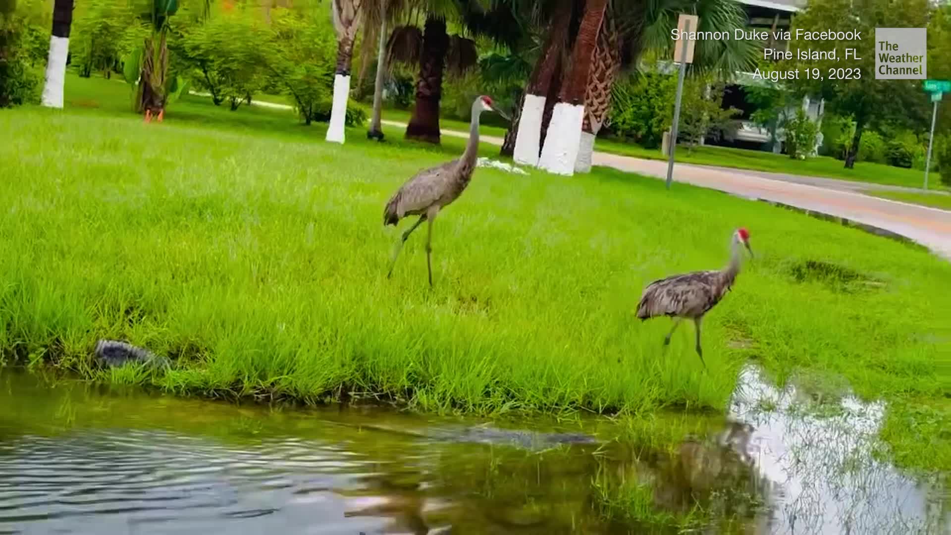 Why Did The Alligator Cross The Road? A Pair Of Cranes