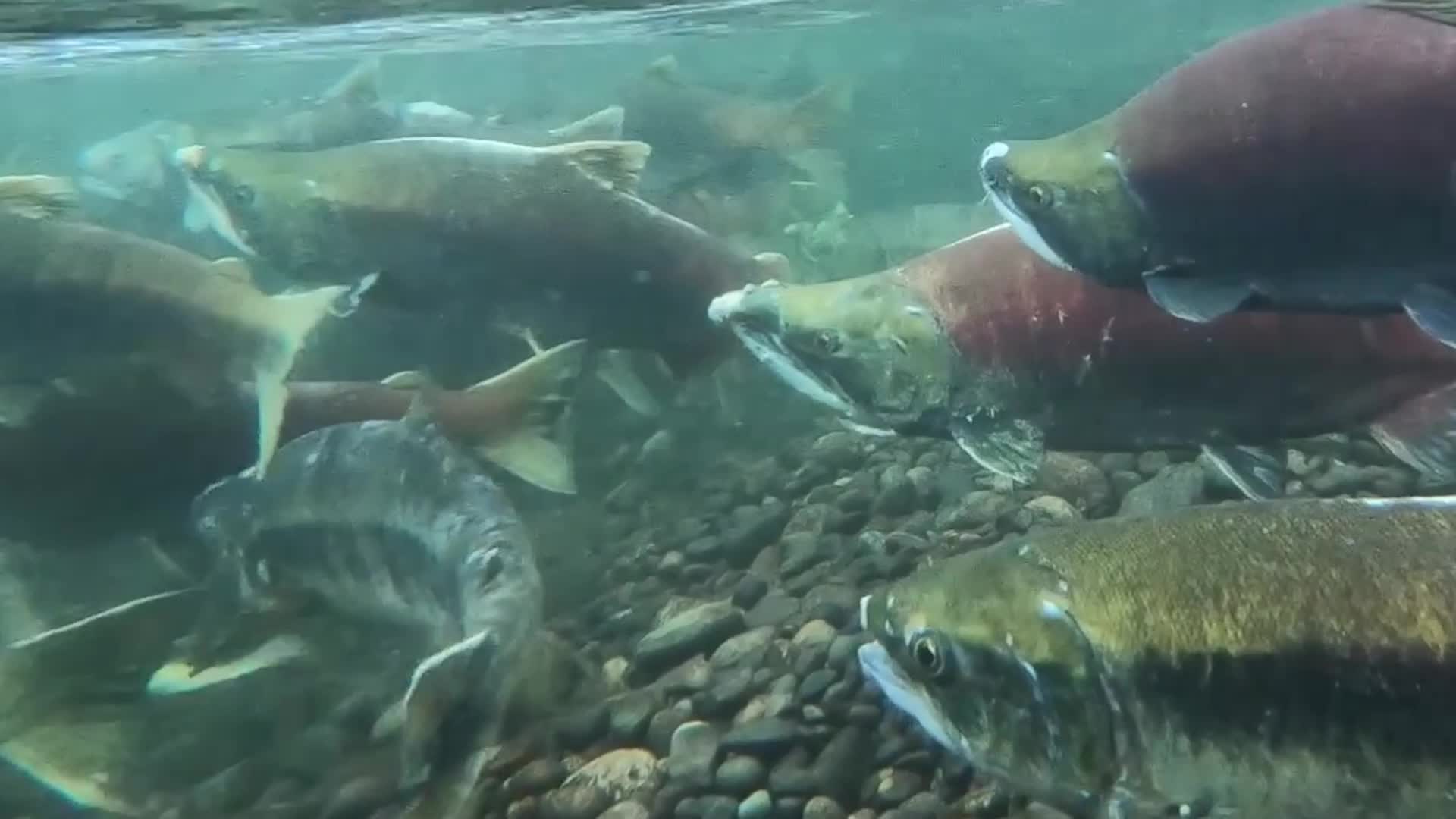 Wild Atlantic Salmon On Rebound, Conservation Effective