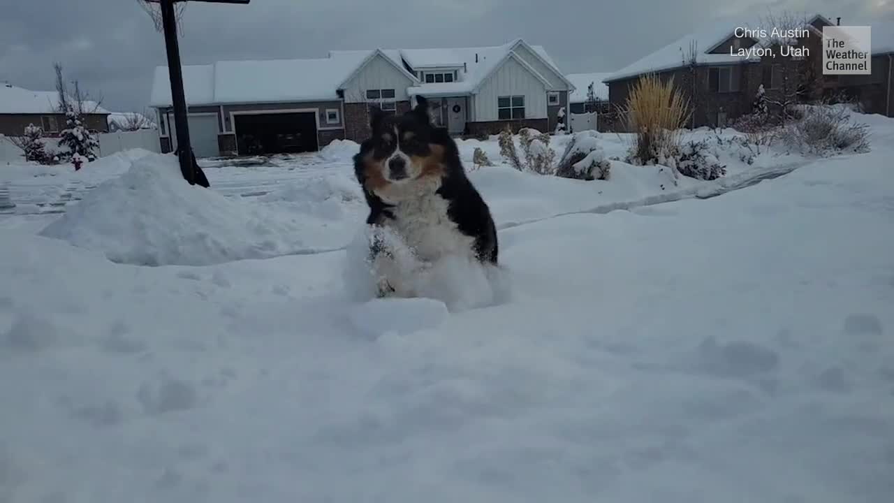 Wild Video Of The Week: Pups At Play