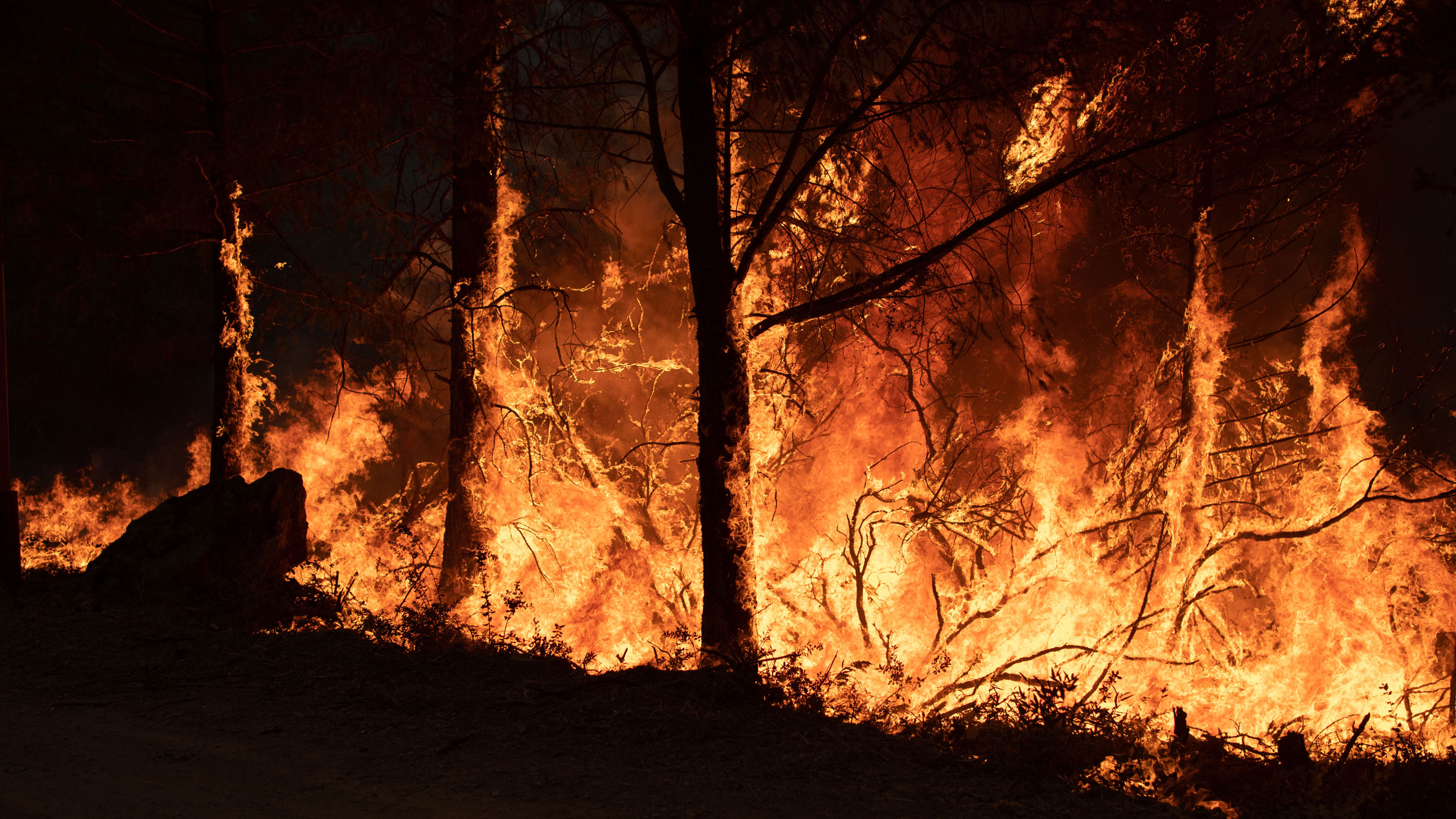 A wildfire blazes in a forest