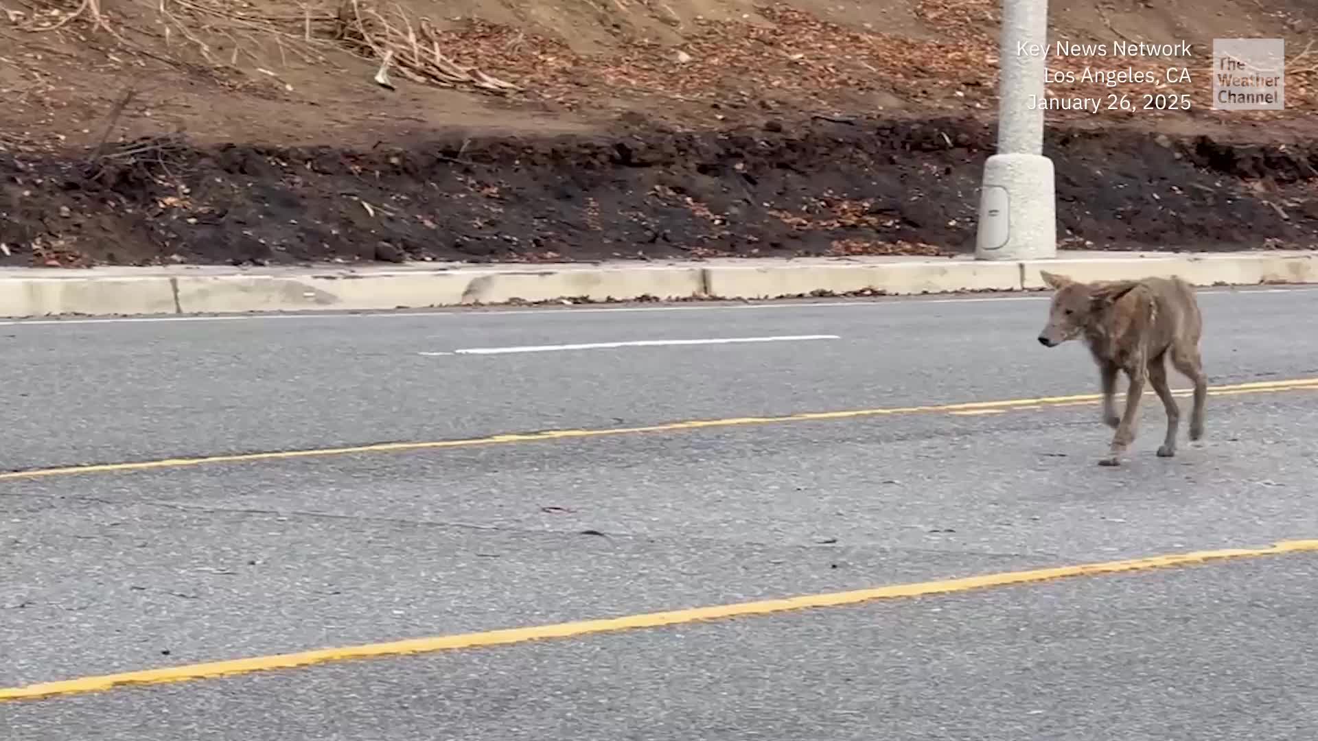Wildfires Hurting Wildlife: Burned Coyote Wanders LA Street