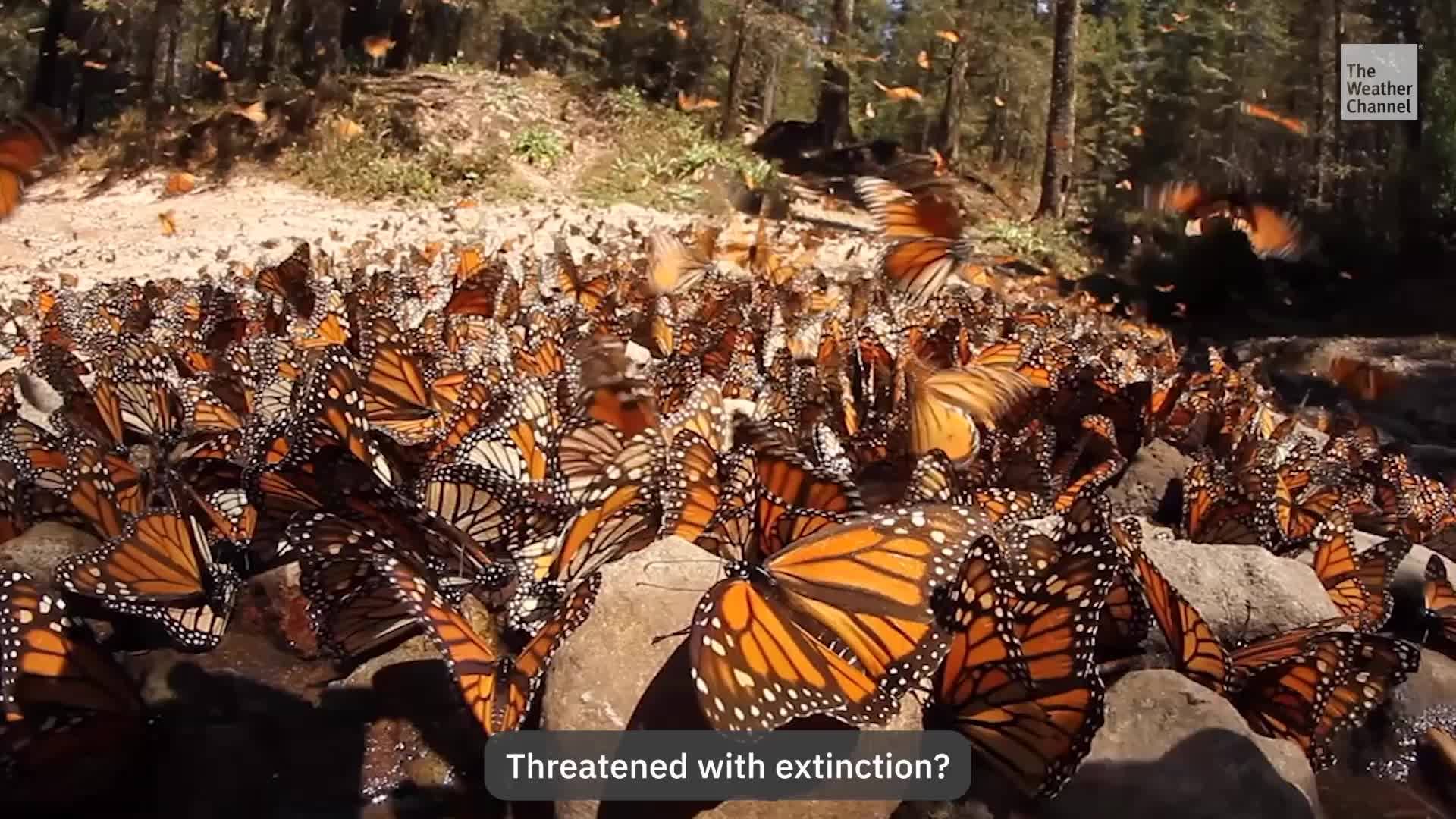 Will Monarchs Join The Endangered Species List In 2025?