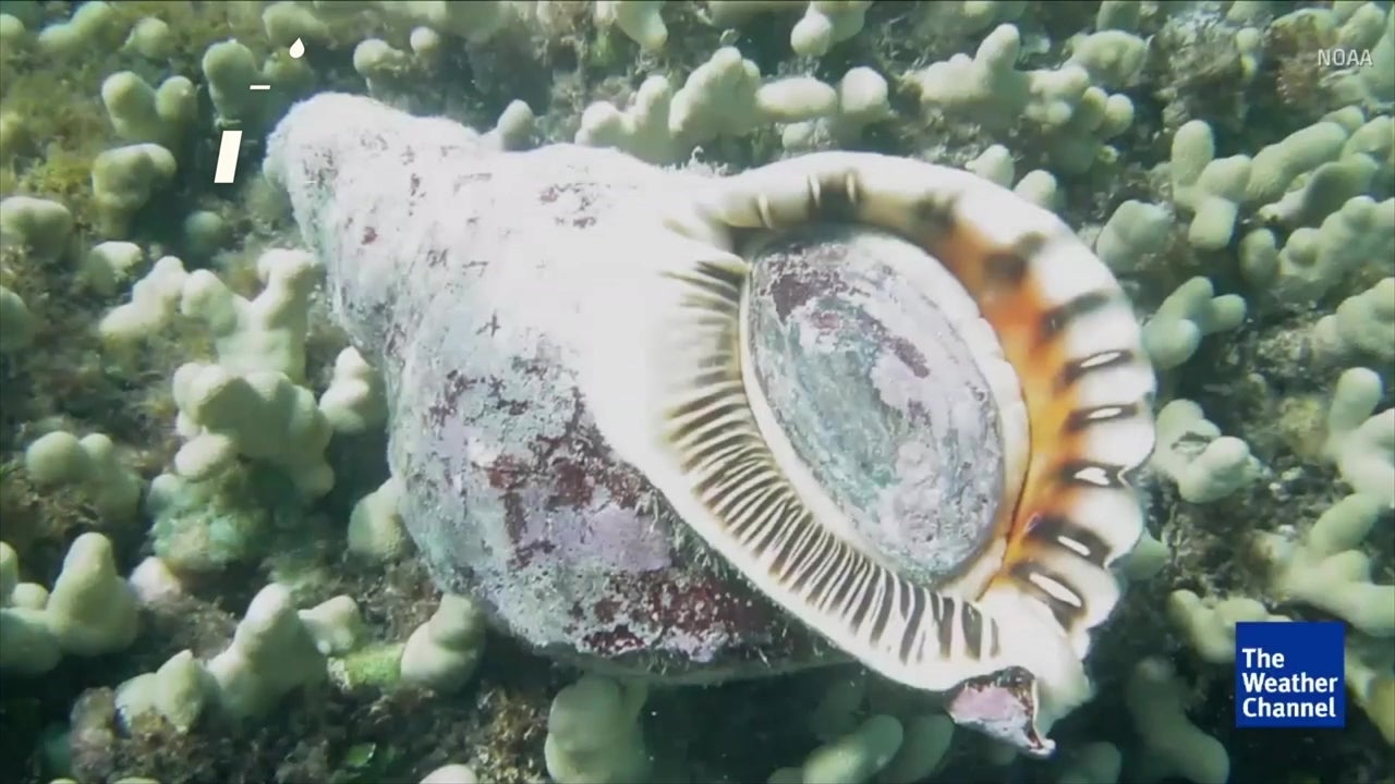 Will Snails Rescue the Great Barrier Reef?