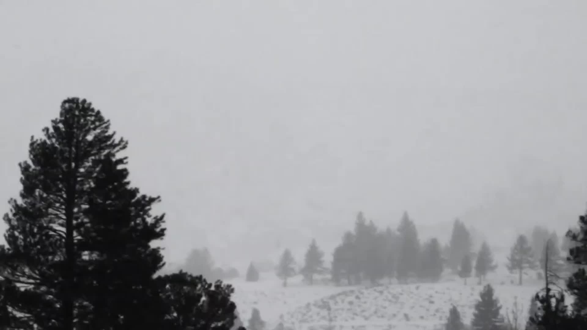 Winter Storm Welcomes New Neighbor To The Sierra