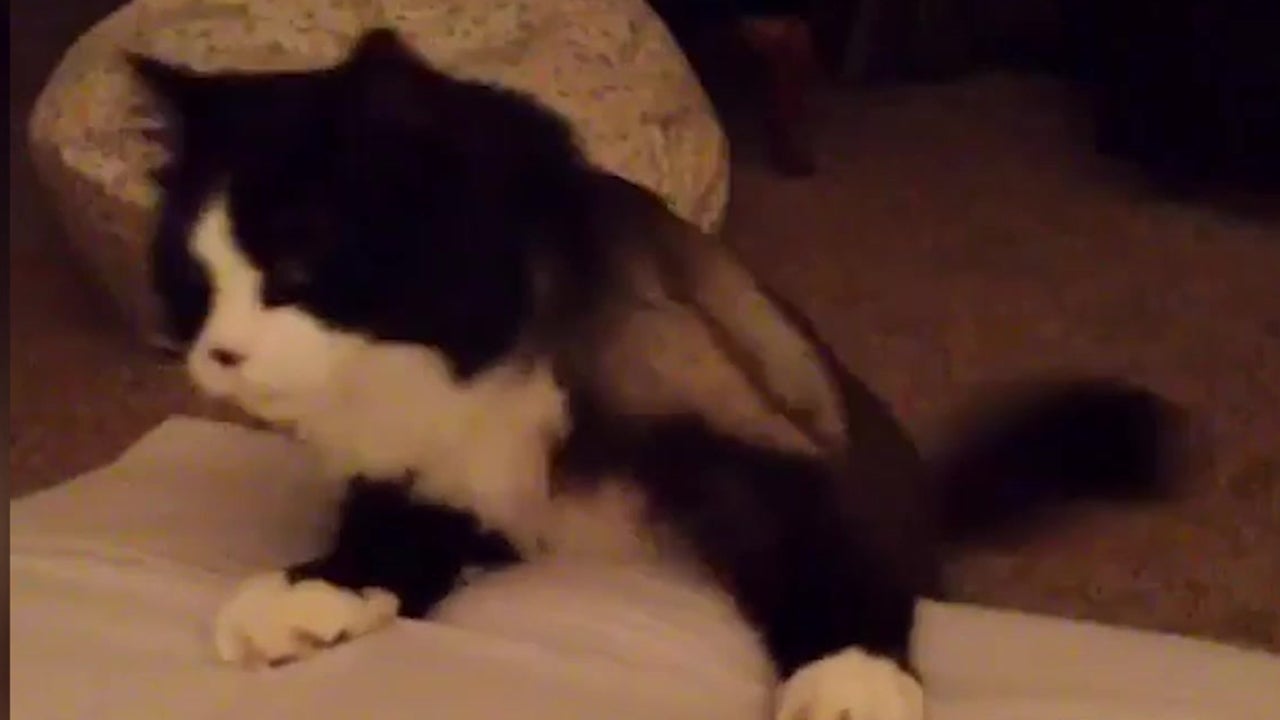 “Wobbly” Cat Faces Challenges