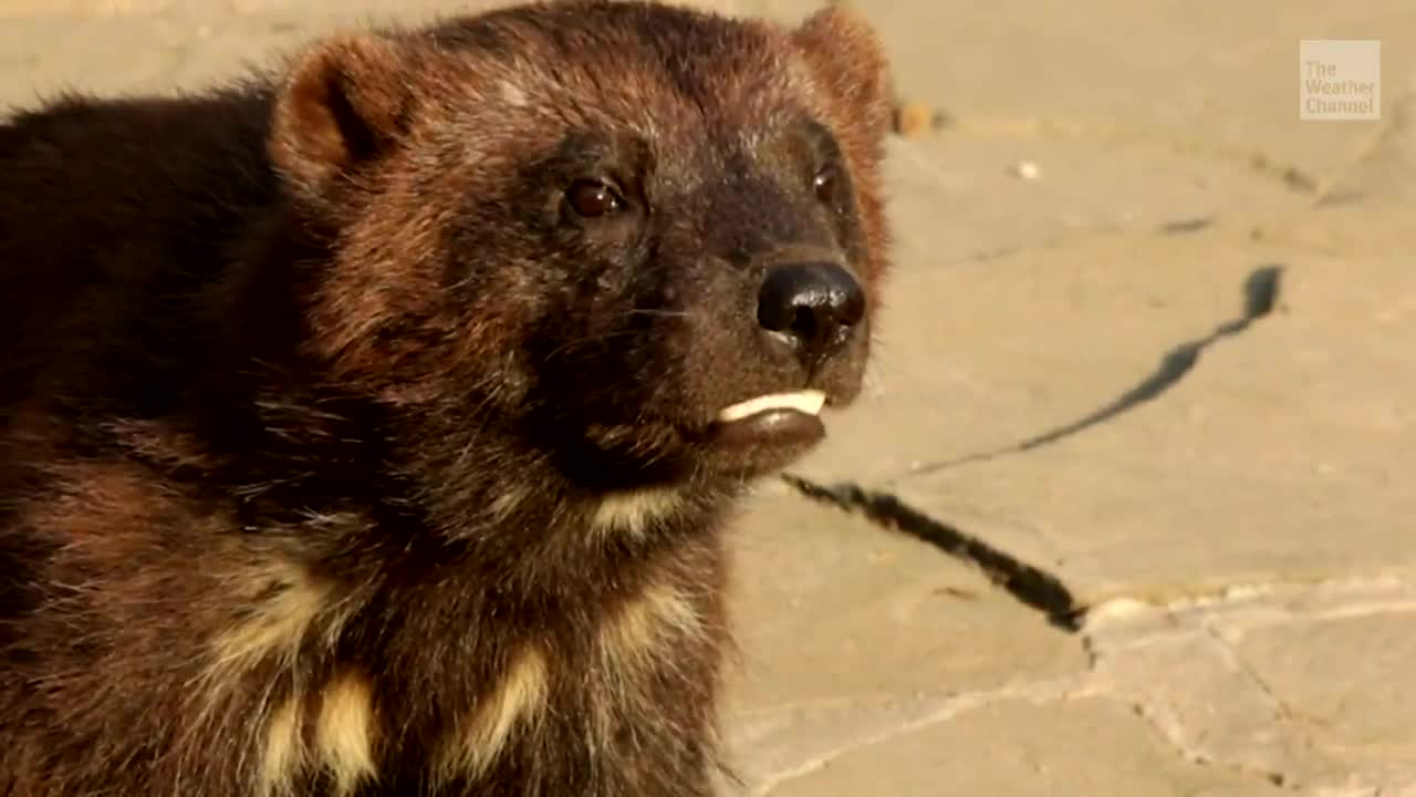 Wolverines in Danger Due to Climate Change