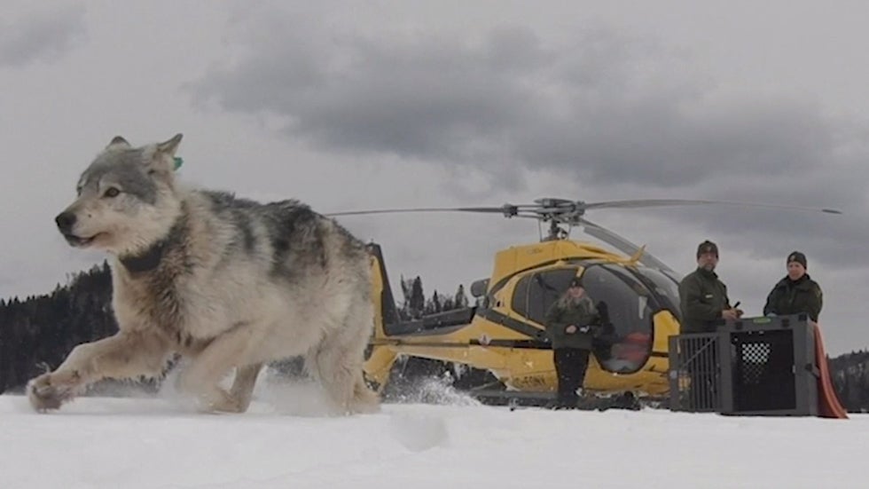 Wolves Dropped into National Park in Michigan