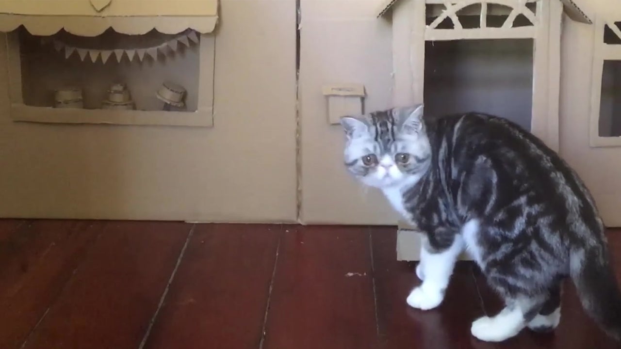 Woman Builds Cat ‘Palace’