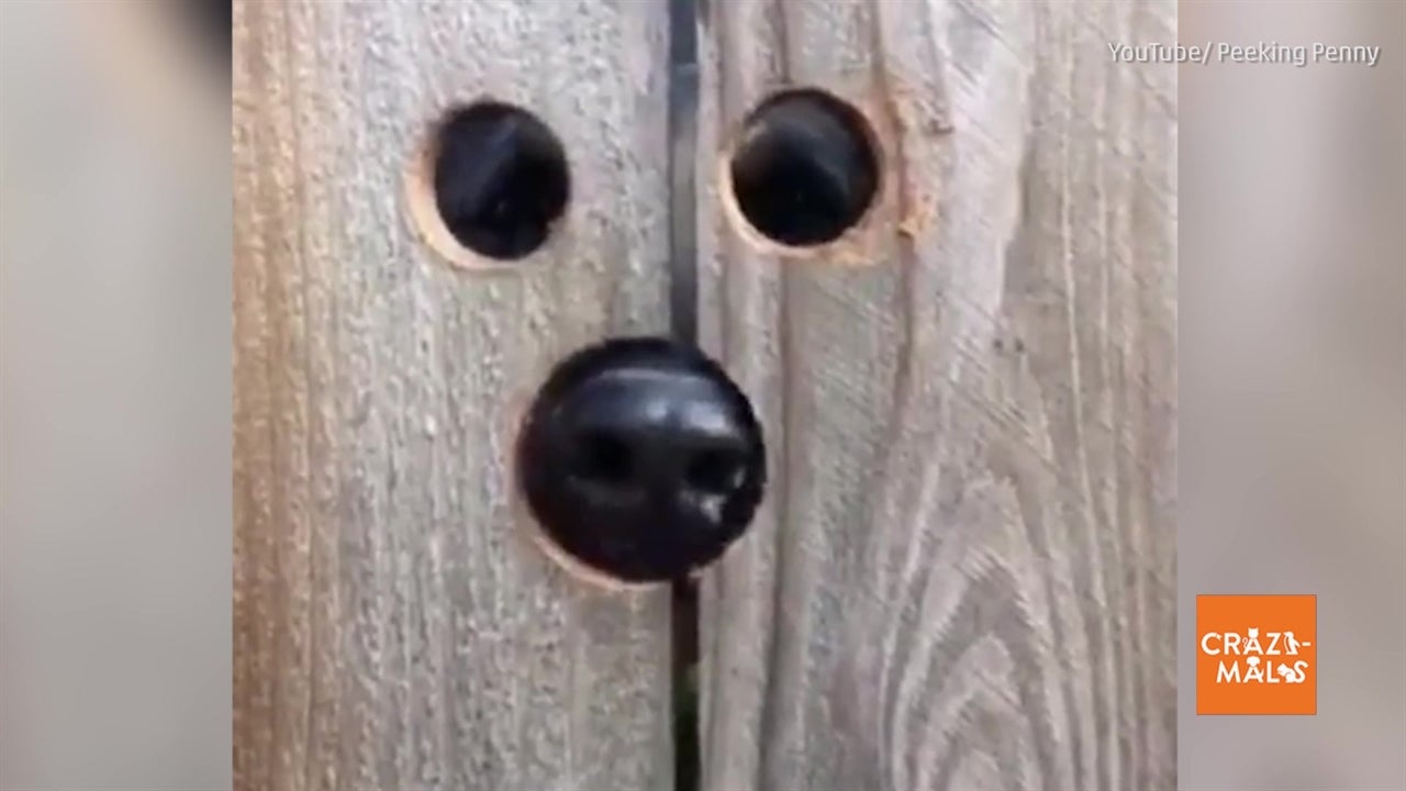 Woman Makes Dog Peep Hole