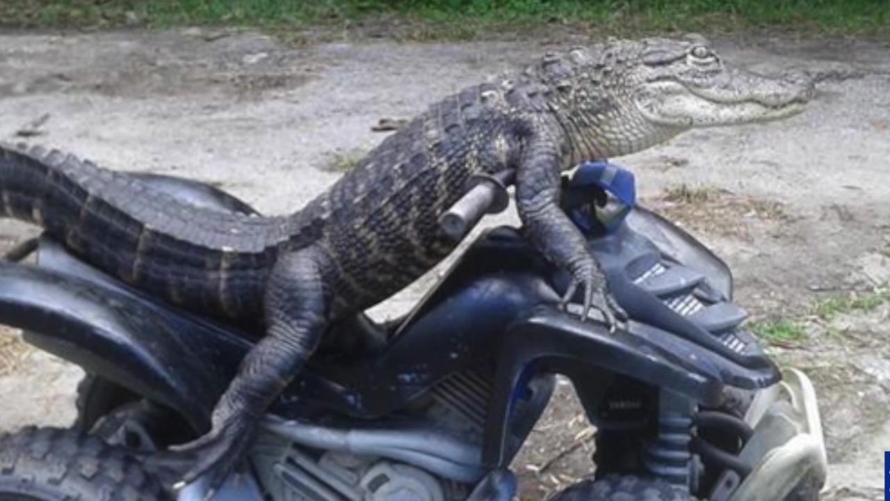 Woman Wants to Keep 6 Foot Pet Alligator in Her Home