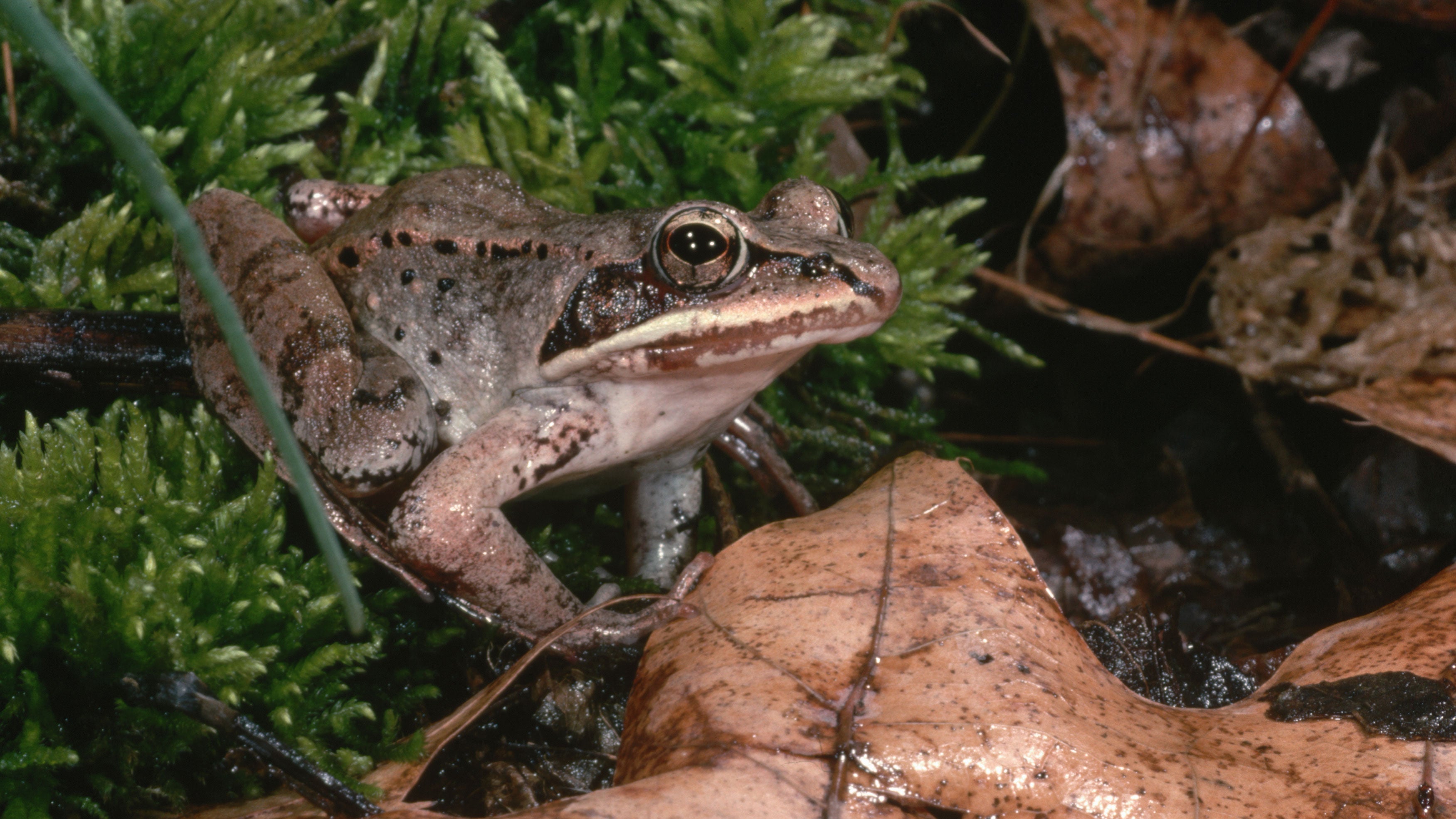 A wood frog in moss and leaves.