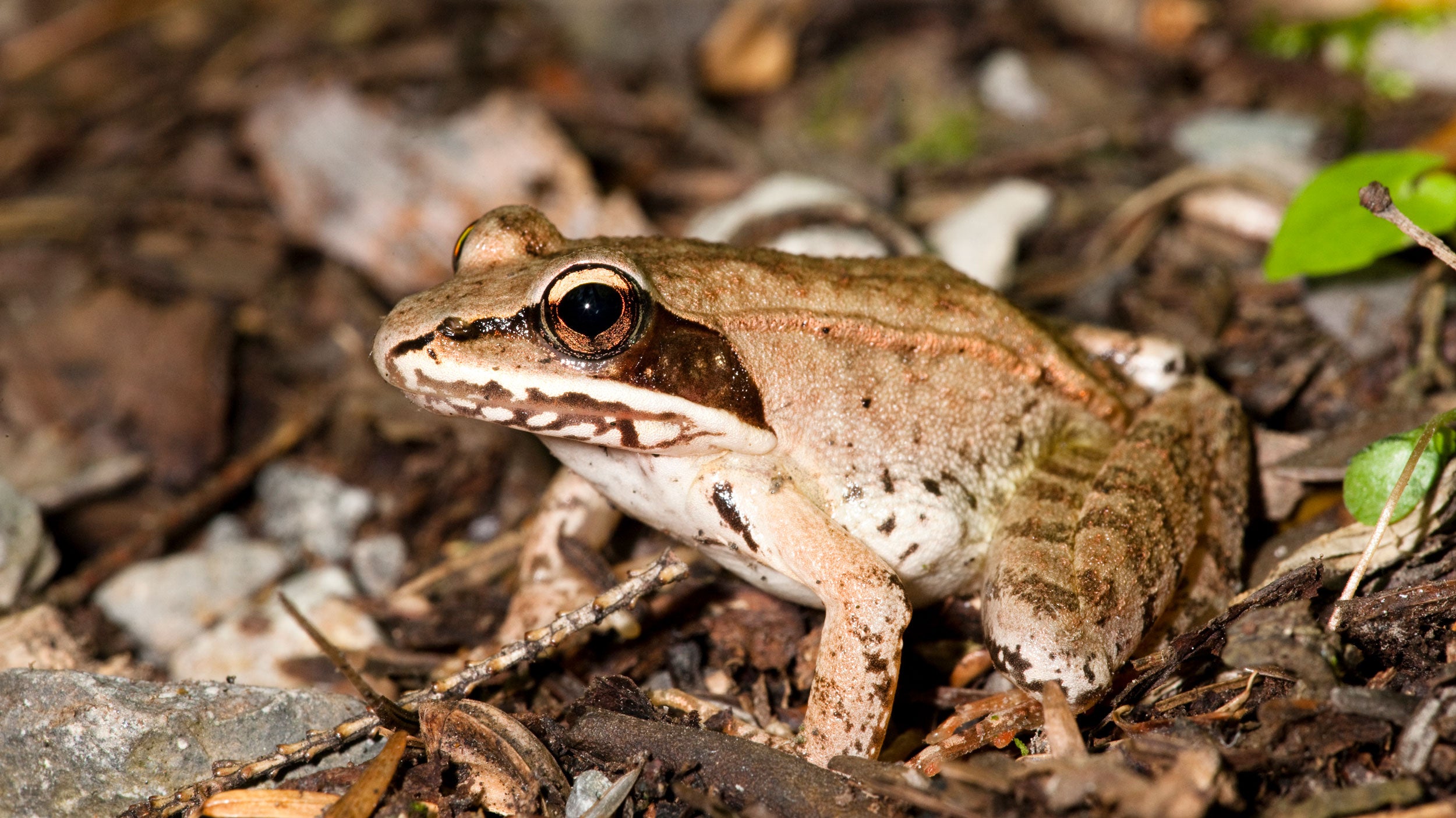A wood frog