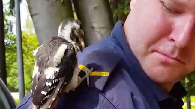 Woodpecker + Officer = Hilarious