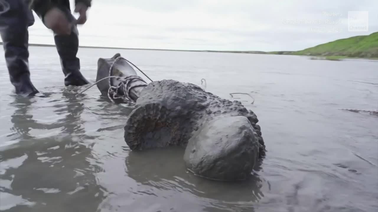Woolly Mammoth Skeleton Pulled from Russian Lake