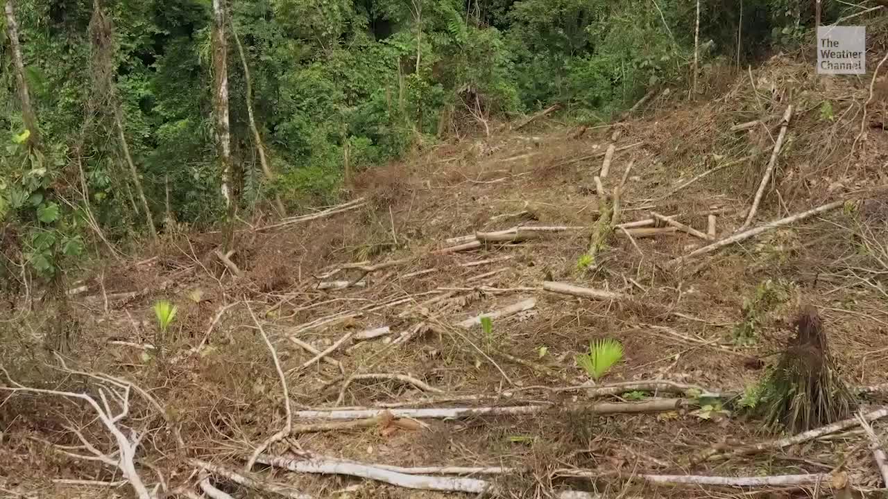 World’s Rainforests Disappearing at Dizzying Rate