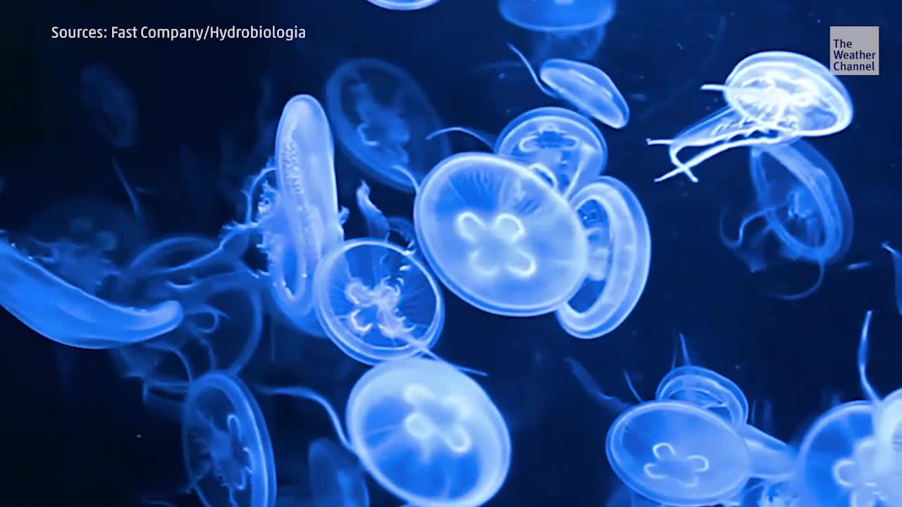 Would You Eat Jellyfish to Help Environment?