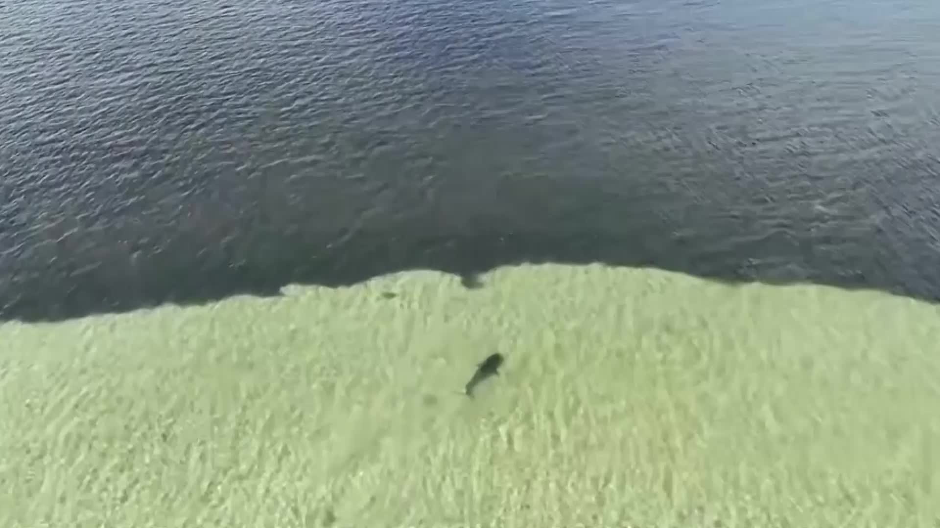 Would You Step In To Rescue A 10-Foot Great White Shark?
