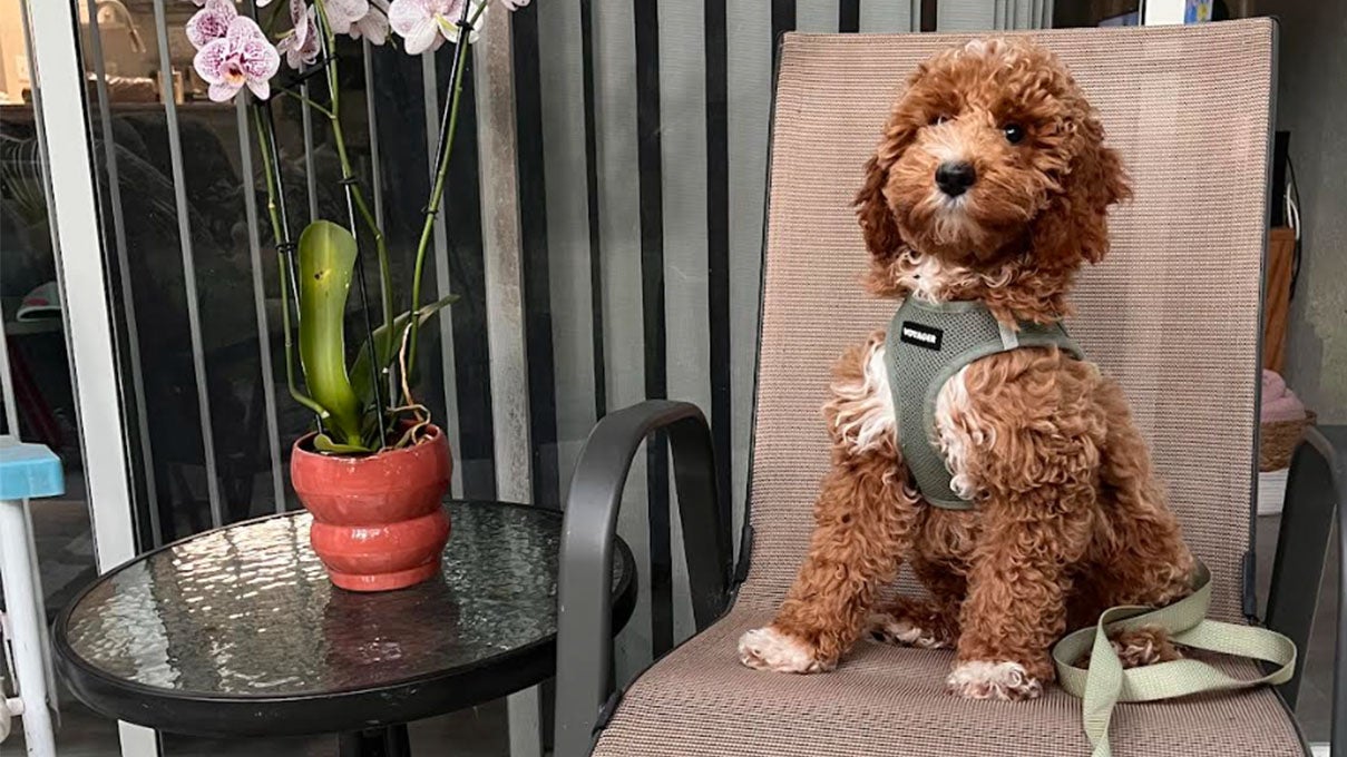 a cute dog
