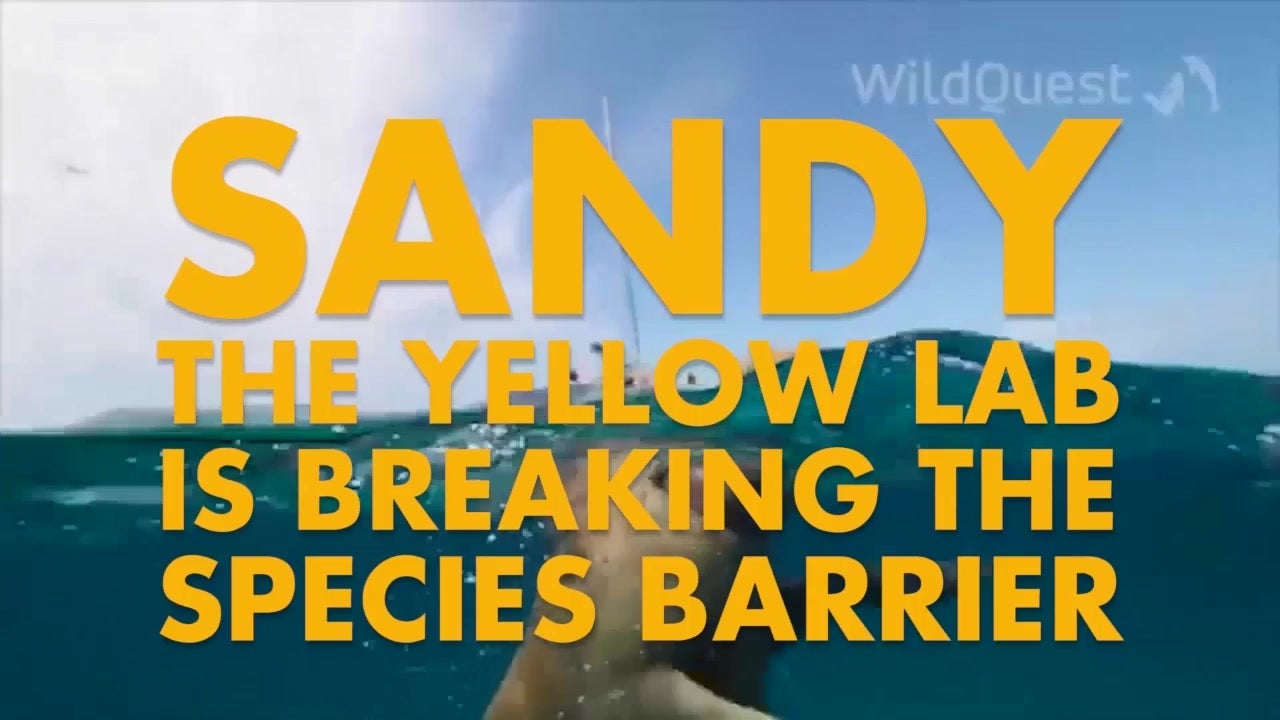 Yellow Lab Swims with Dolphin Friends