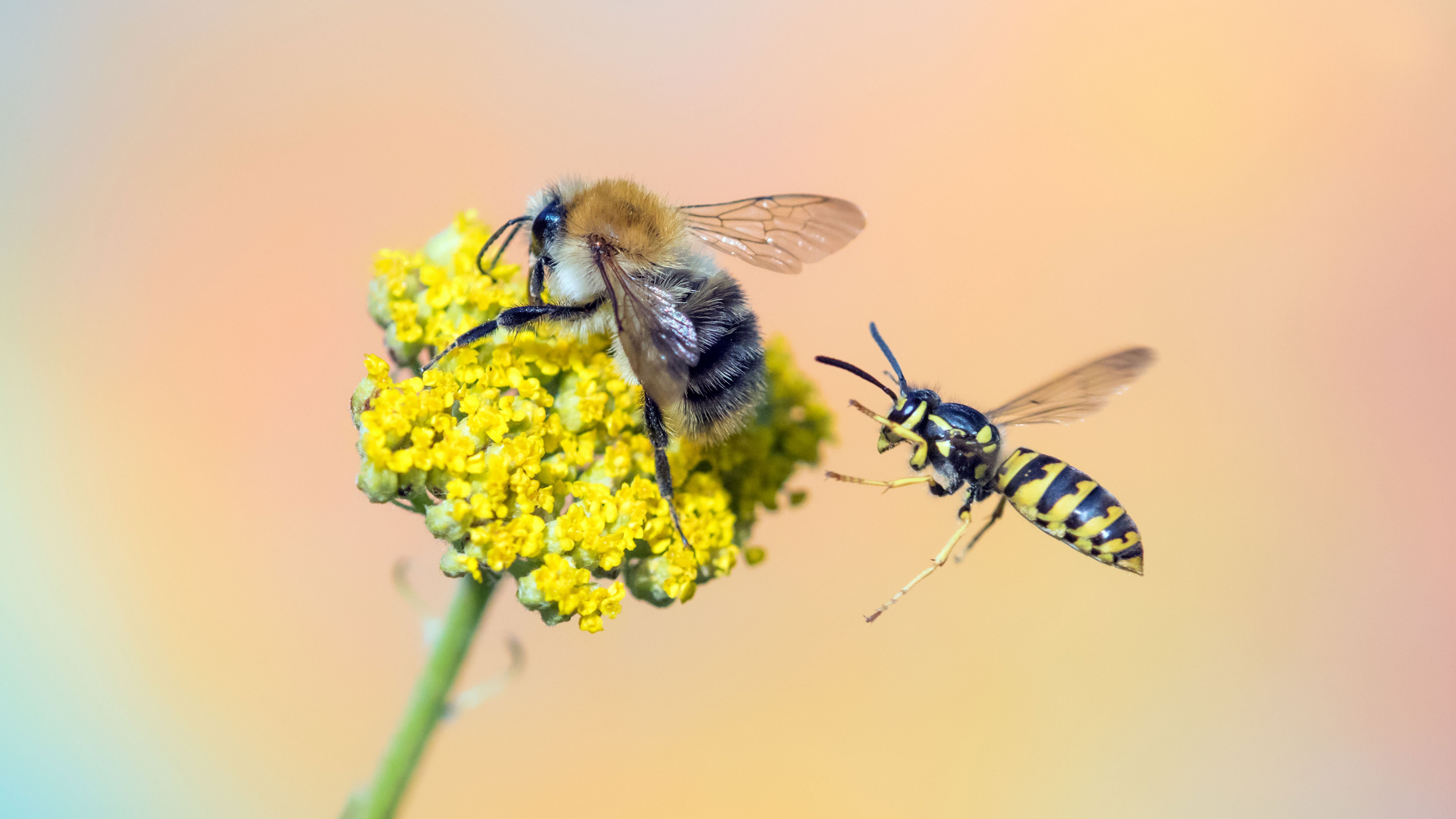 A bumble bee on a flower and yellowjacket flying towards it.