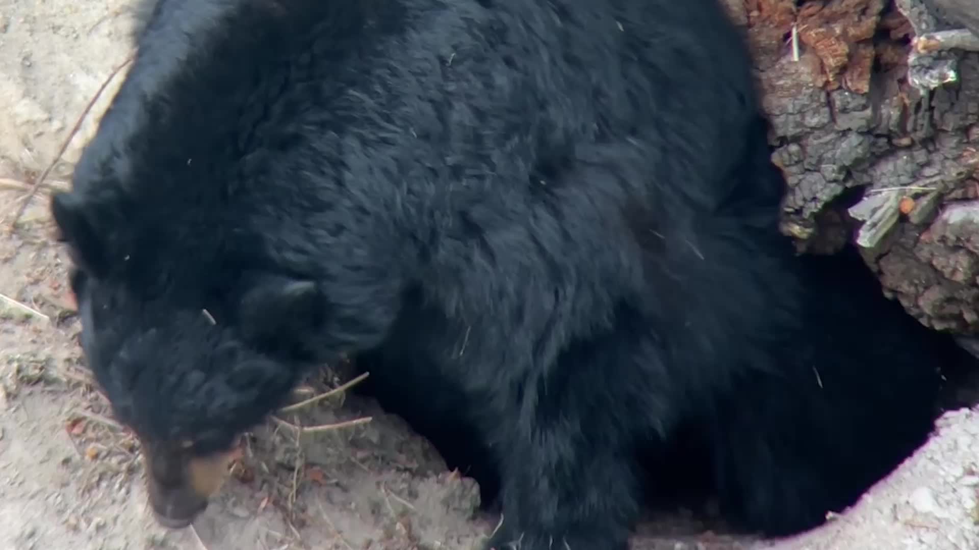 Yellowstone Bear Tucks Itself In For Winter Hibernation