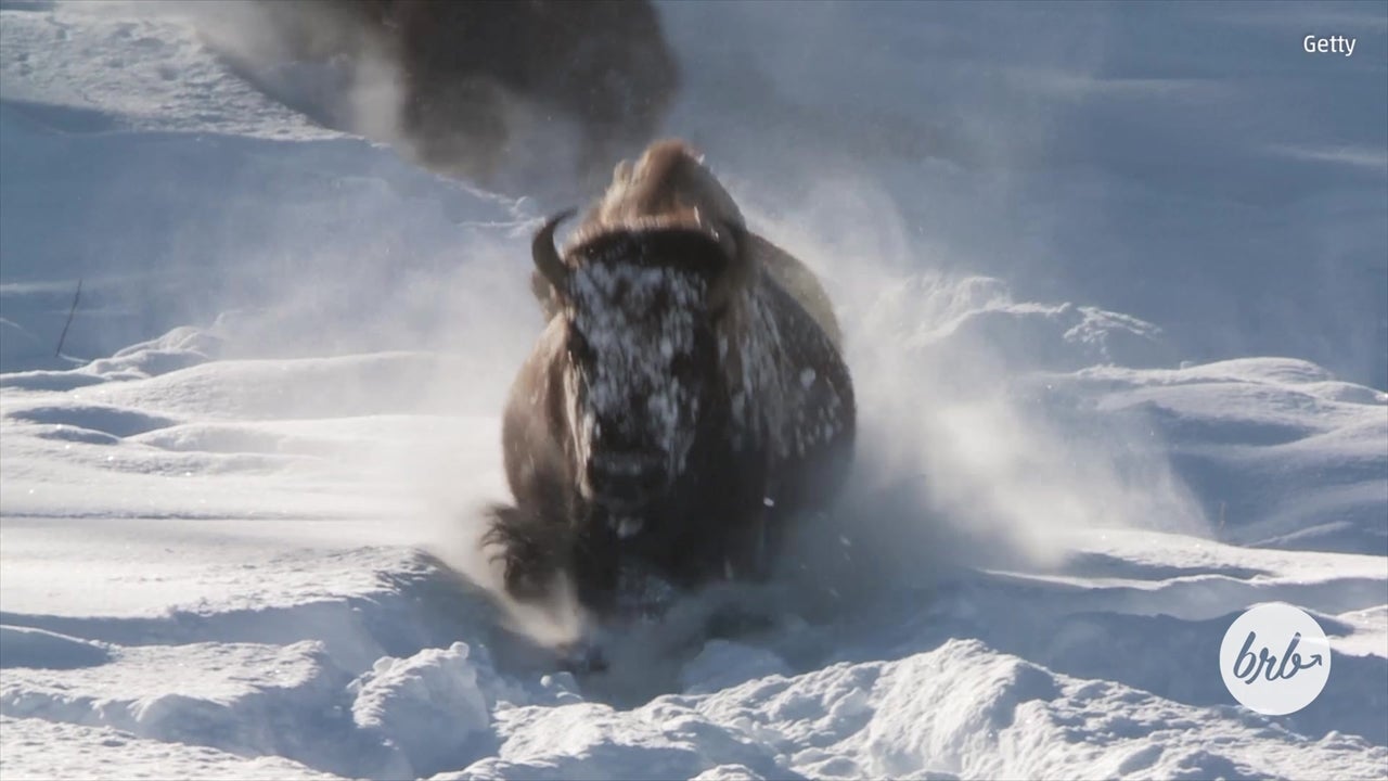 Yellowstone is a Winter Wonderland