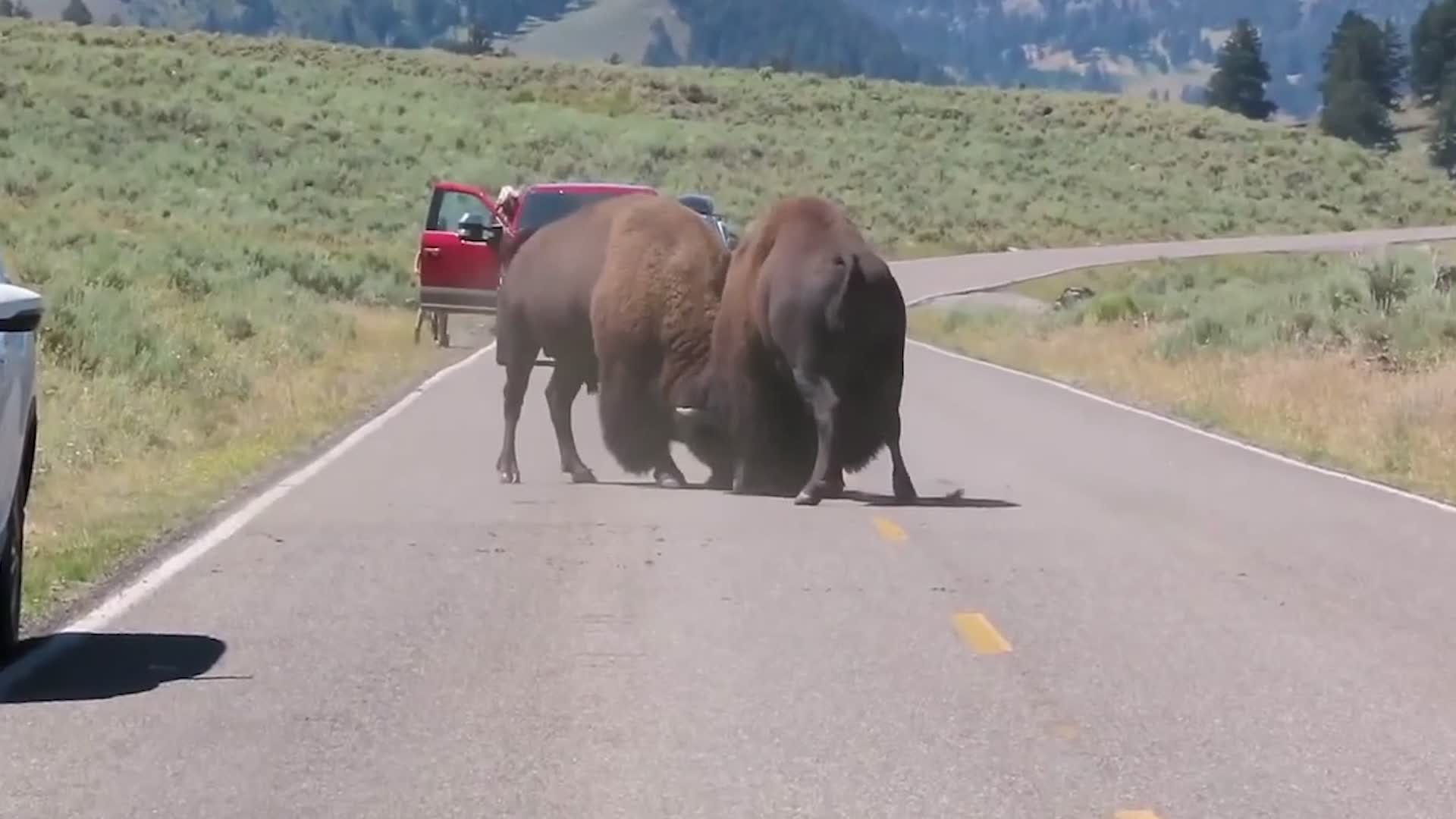 Yellowstone Tourists Get Too Close For Comfort 