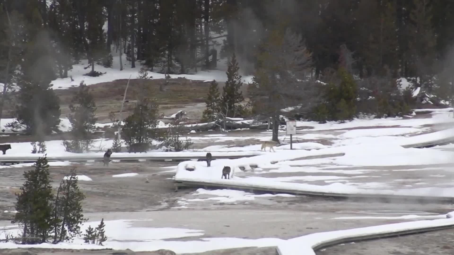 Yellowstone Webcam Catches Wolves Frolicking Near Geysers