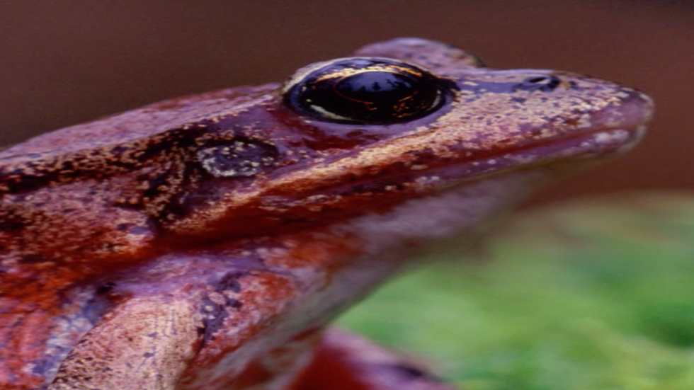 Yosemite National Park Home to California Red-Legged Frogs Again