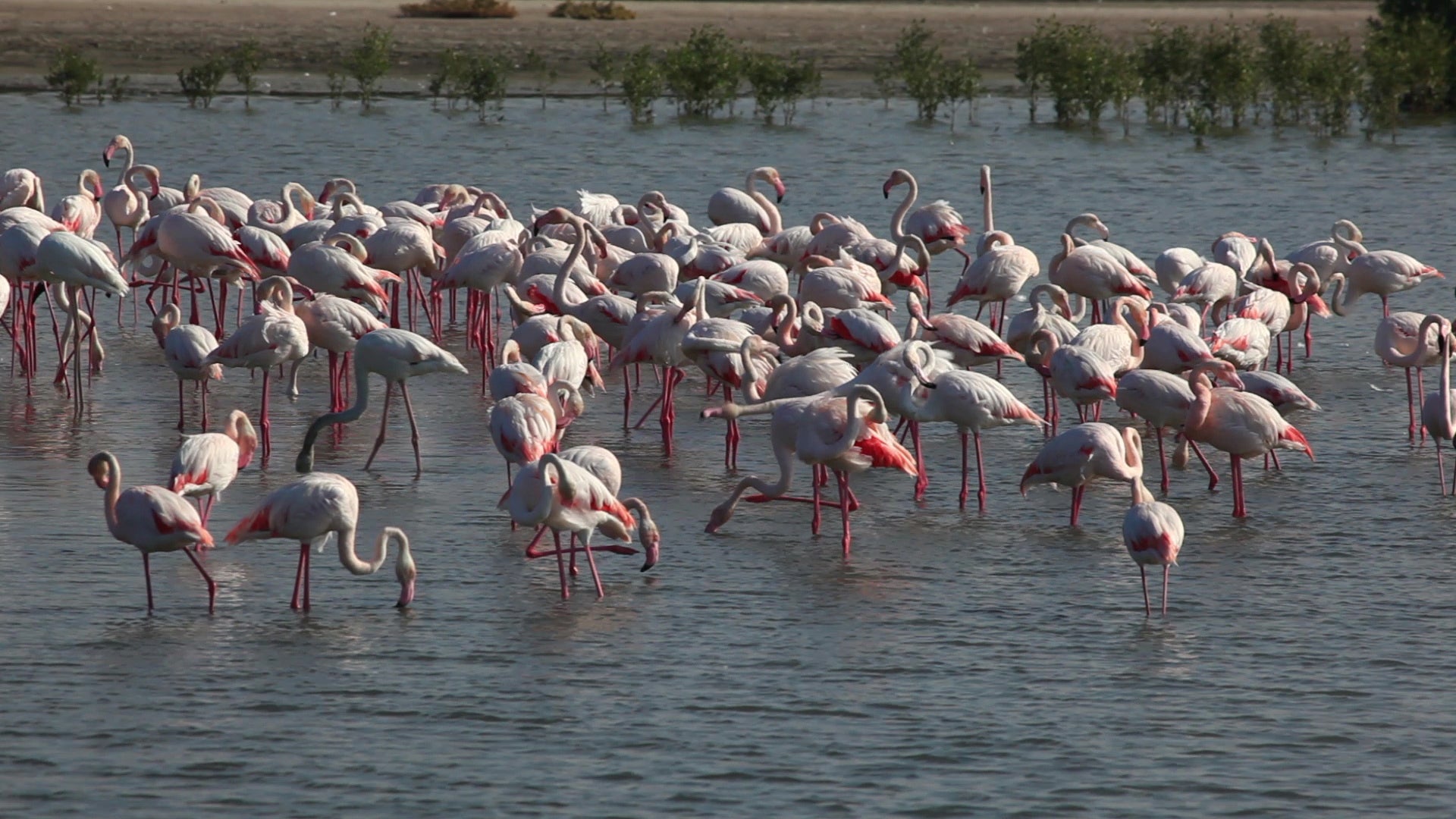 You'd Never Expect To Find These Pink Birds In The Desert