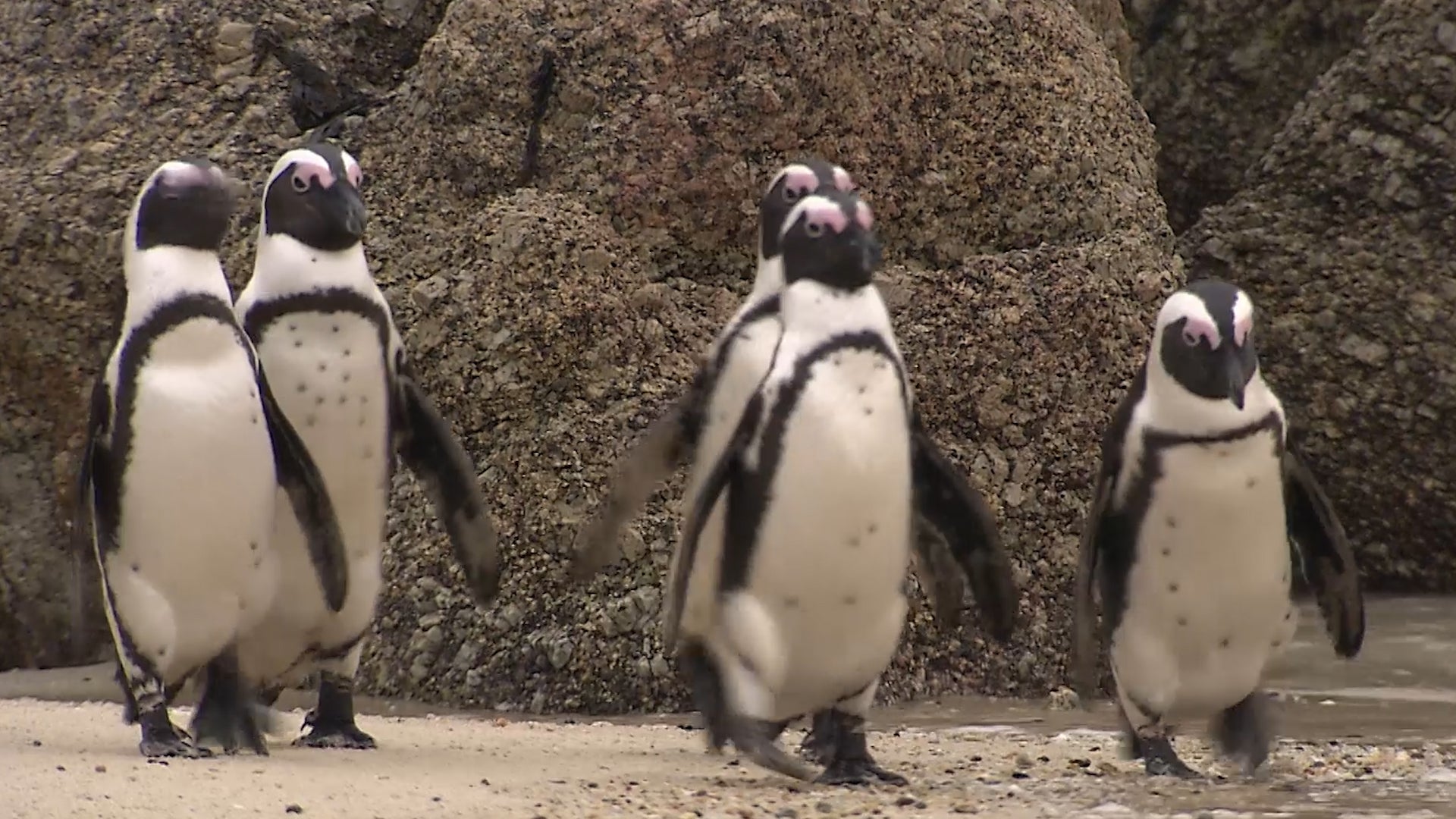 You'll See An Unexpected Creature At This Beach