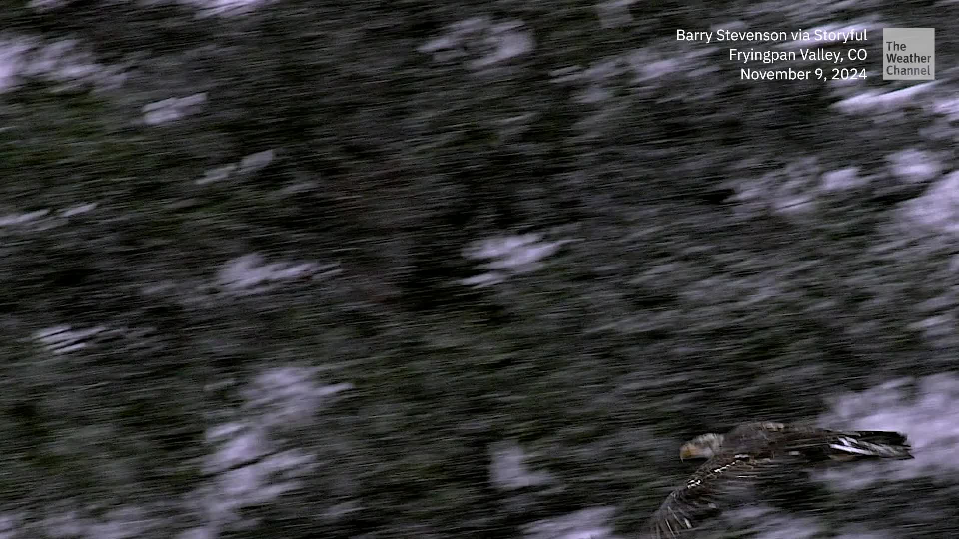 Young Bald Eagle Soars, Hunts Amid Snow In Colorado
