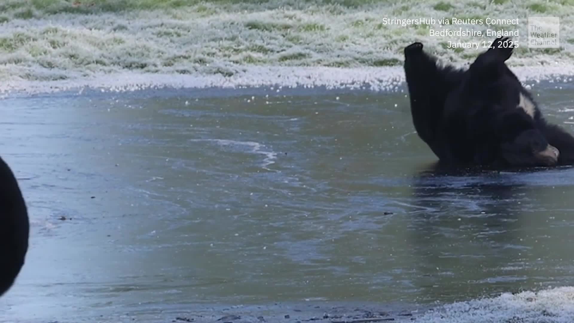 Young Bears Slip, Slide And Scoot On Frozen Lake In England