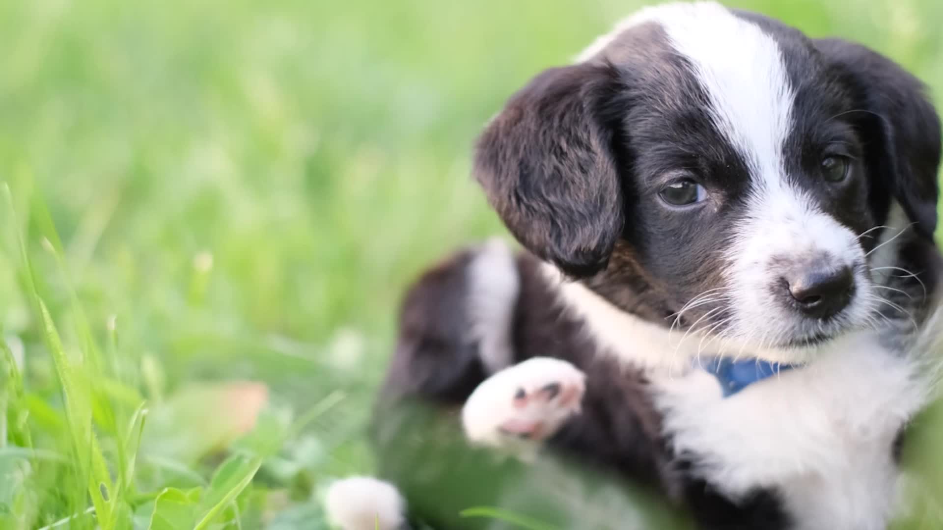 Your Pet May Be Having An Extra Itchy Allergy Season