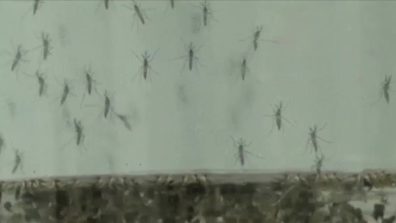 Zika Virus May Cause Brain Damage in Adults
