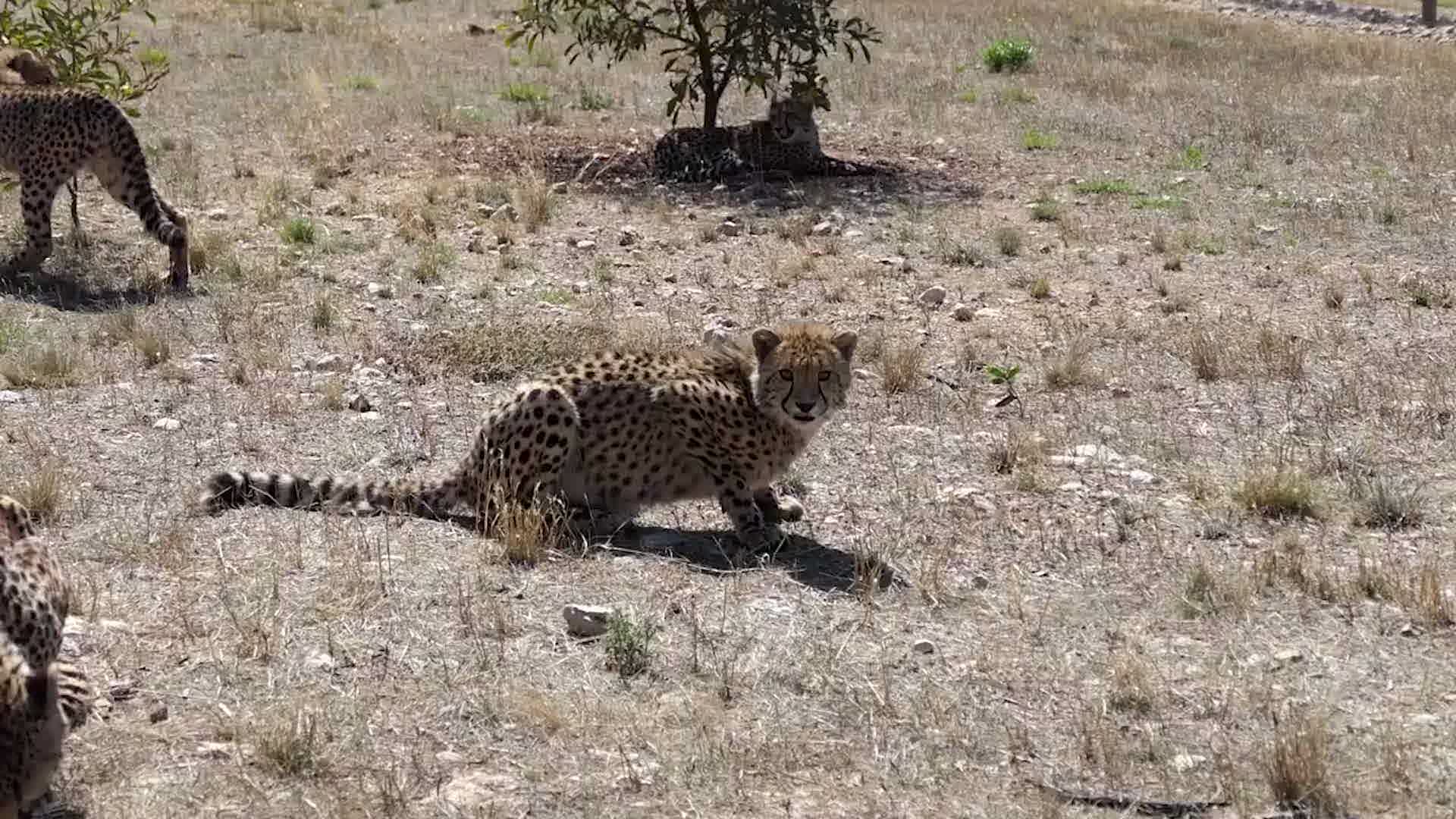 Zoo Celebrates International Cheetah Day With New Addition