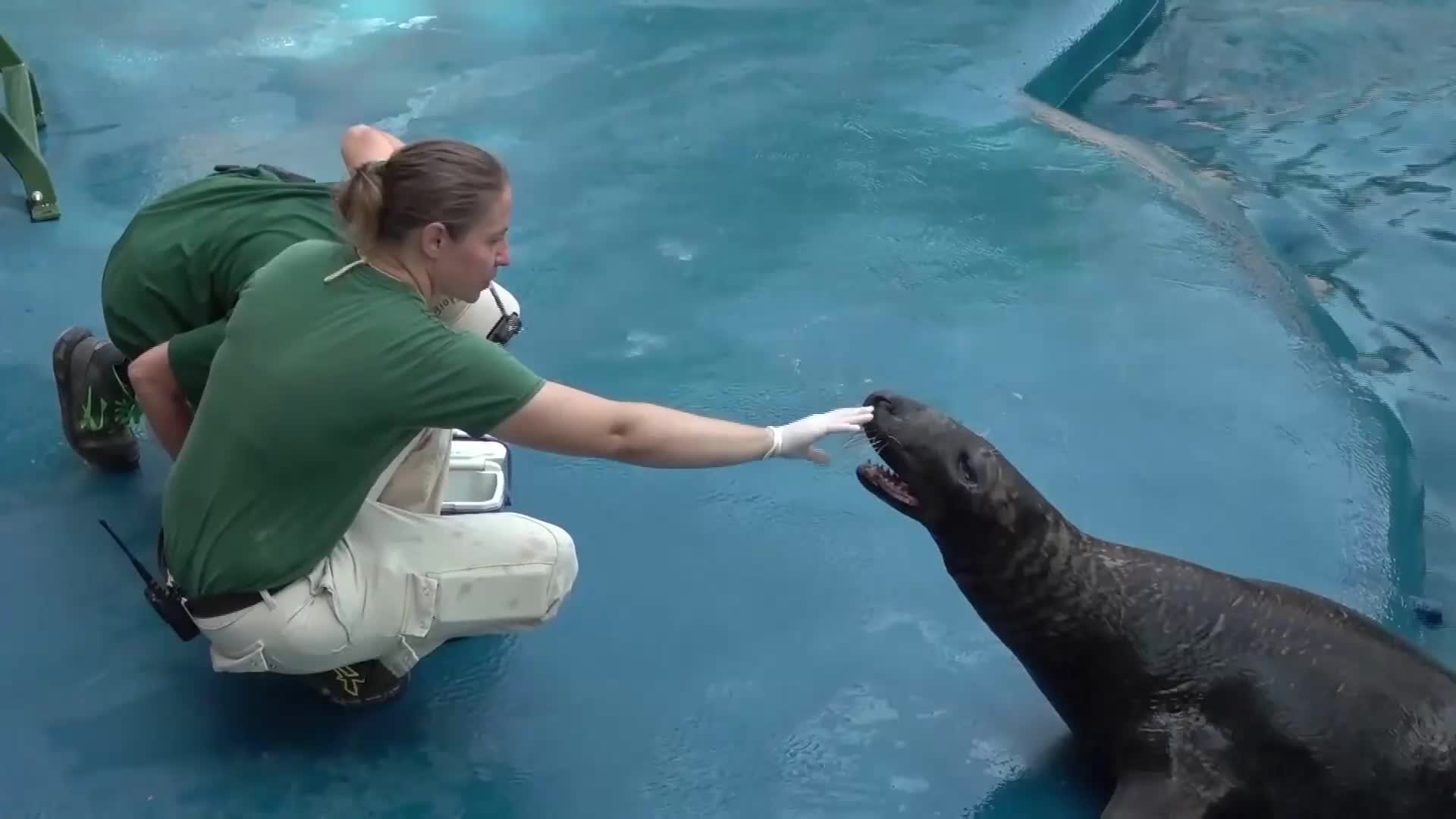 Zoo Helps Animals Beat Heatwave With Frozen Treats
