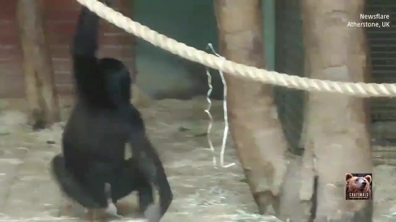 Zoo Monkey Spins Like a Tornado
