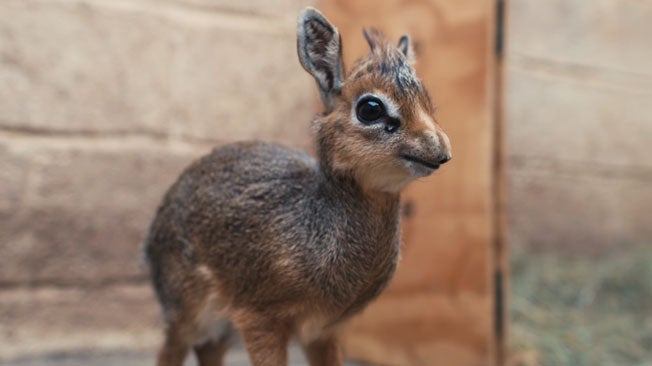 Zookeepers Protect Orphaned Dik-Dik