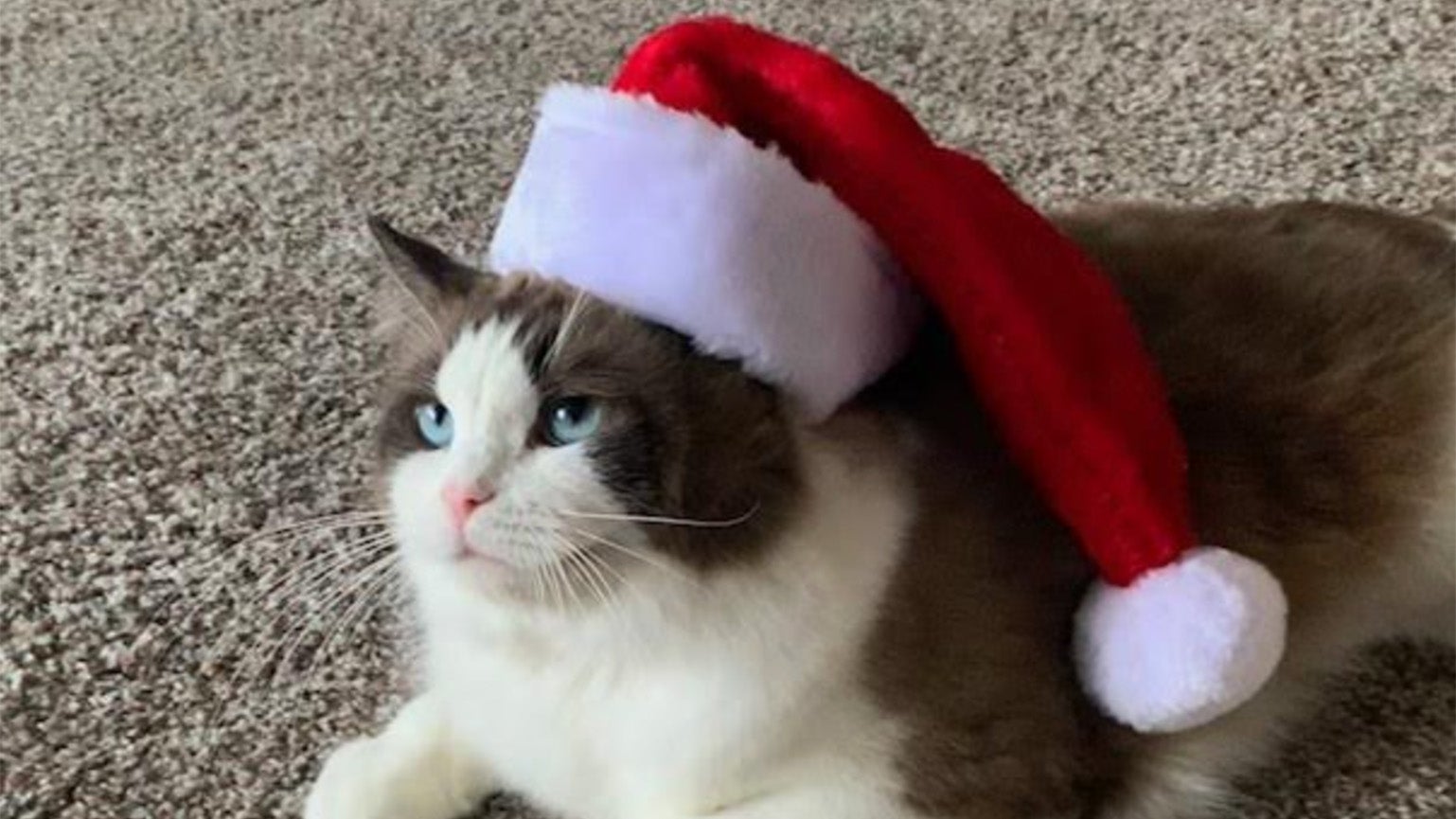 xmas cat