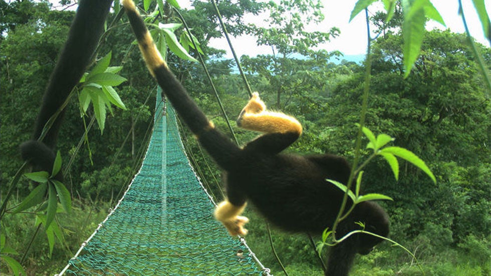 Monkeys in Costa Rica are Turning Yellow, and Researchers May Know