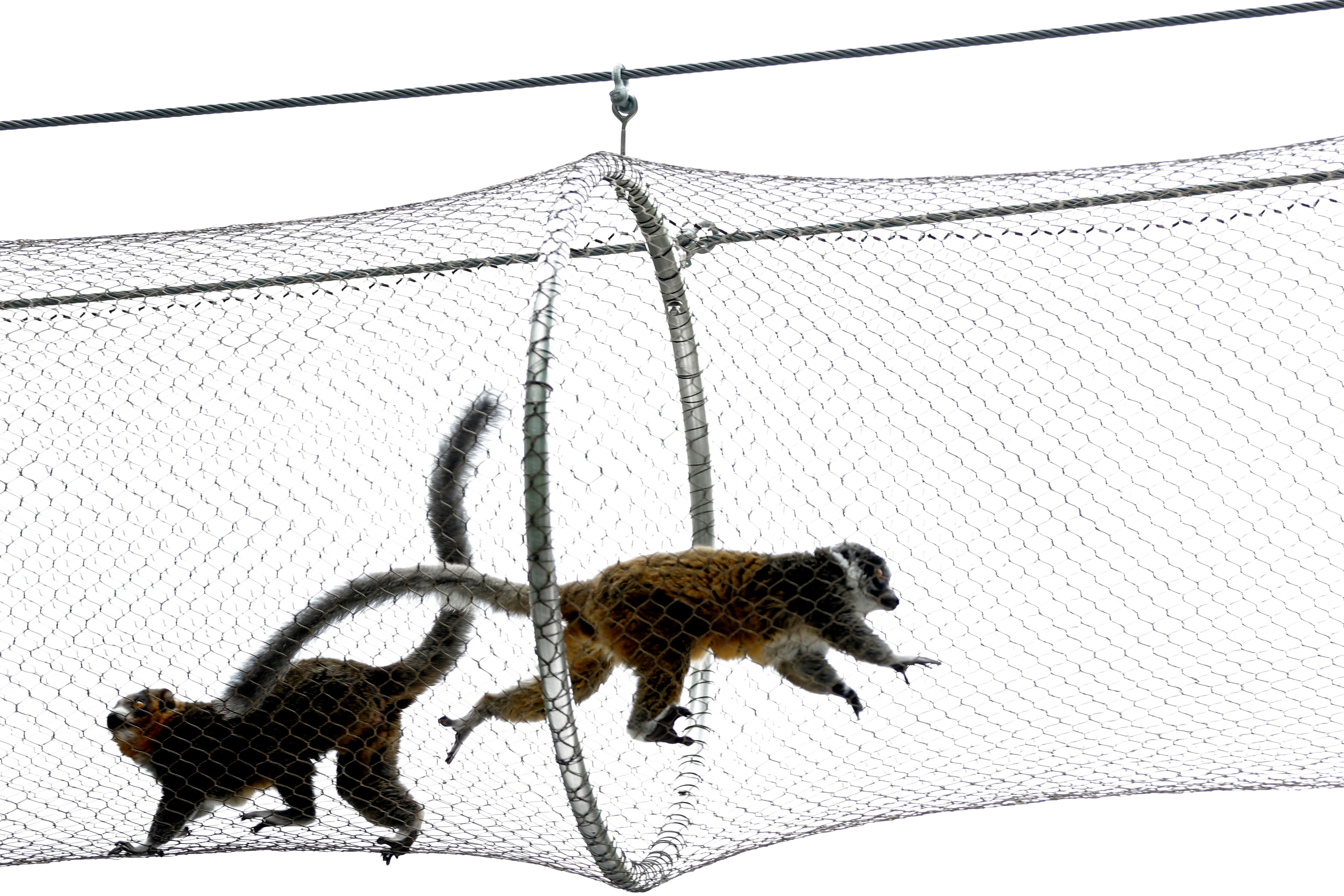 Unexpected Denver Zoo Weather: Are Animals Coping Okay? - nscbpd1