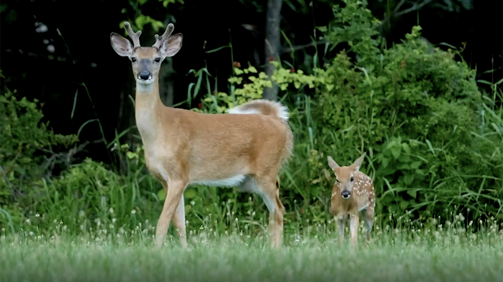 Drivers: Watch Out For Deer On Roads This Fall